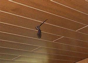 fledermaus mal wieder