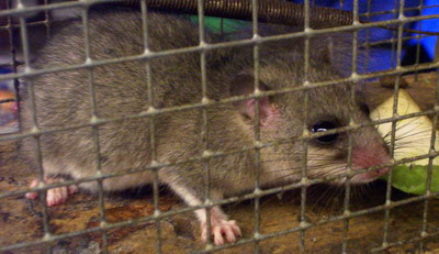 siebenschläfer siebenschläfer