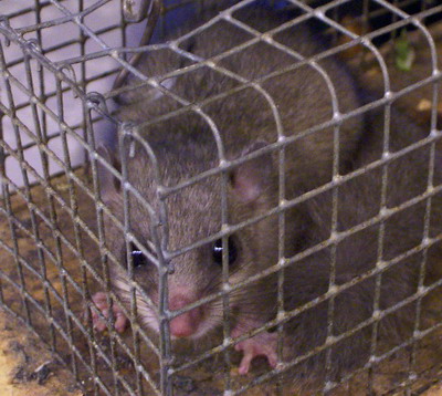 siebenschlaefer2 siebenschlaefer2