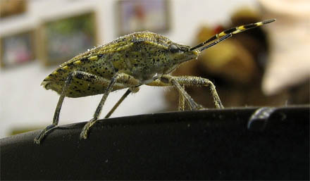 K&auml;fer von der Seite