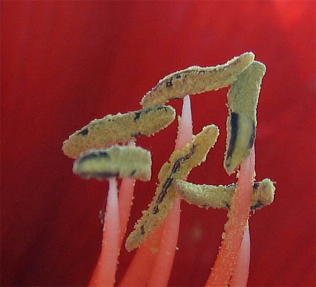 rote Blume n&auml;her